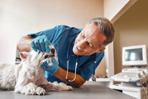 Best Urgent Care for Lost Fillings or Crowns in Lden, MA